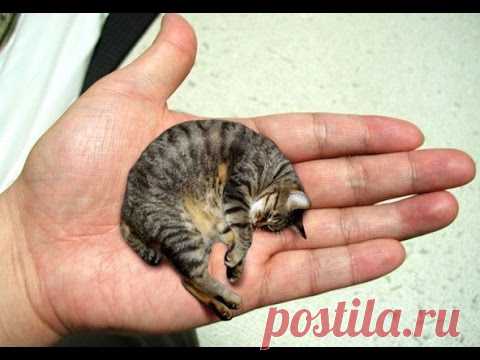 Ах Эта Дикая Природа! В Кругу Друзей — социальная сеть