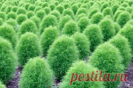 Кохия - экзотичный акцент в саду Сейчас в садоводческих магазинах яблоку негде упасть – дачники роятся вокруг прилавков с семенами в преддверии очередной весенней страды. И если вы тоже в ближайшие дни собираетесь пополнить свои запа…