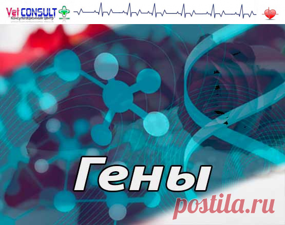 Гены (аллельные и неаллельные типы генов, структурные и неструктурные, регуляторные)