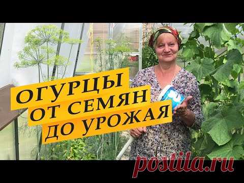 Огурцы. От семян до урожая.