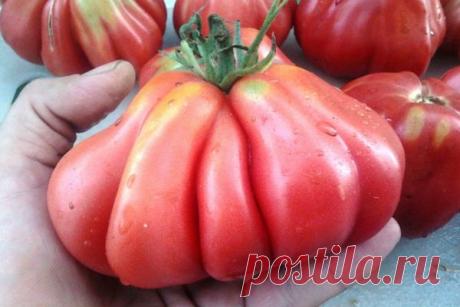 Томат Тлаколула: описание и характеристика гибридного сорта с фото