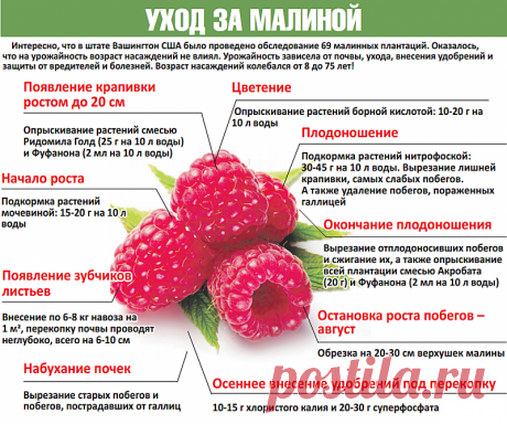 Подкормите этим малину в июне в период цветения для супер урожая! Чем подкормить малину? - Своими руками на даче - как посеять, сажать, ухаживать за растениями и цветами