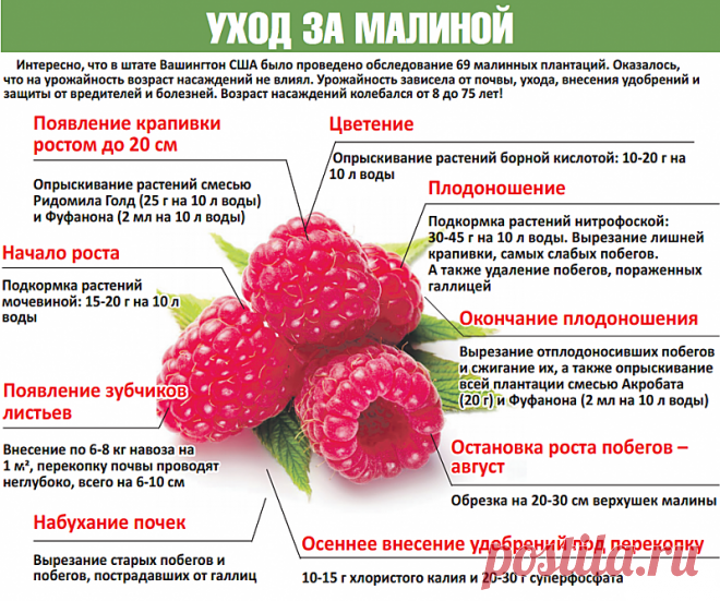 Подкормите этим малину в июне в период цветения для супер урожая! Чем подкормить малину? - Своими руками на даче - как посеять, сажать, ухаживать за растениями и цветами