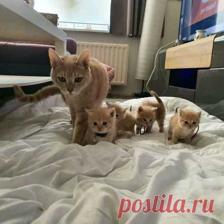 Милые малыши-котята растопят ваше сердце