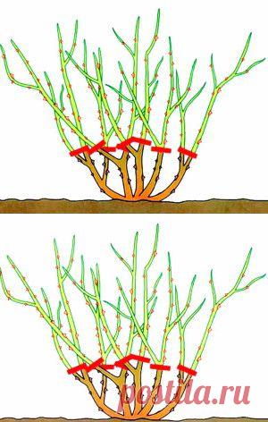 Обрезка роз и удаление дикой поросли фото | Дача - впрок