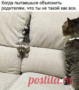 Без кота и жизнь не та