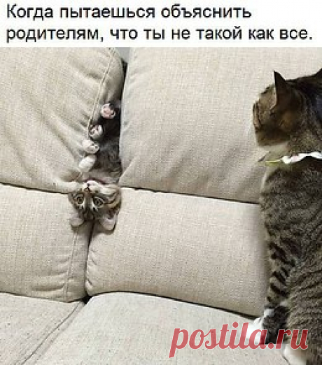 Без кота и жизнь не та