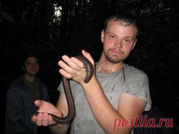 Самый большой дождевой червь нашелся в Первоуральске около поселка Березка. Его длина составляет 1 метр 4 см.