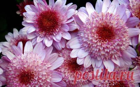 Плейкаст «&quot;ЦВЕТЫ.!&quot;»