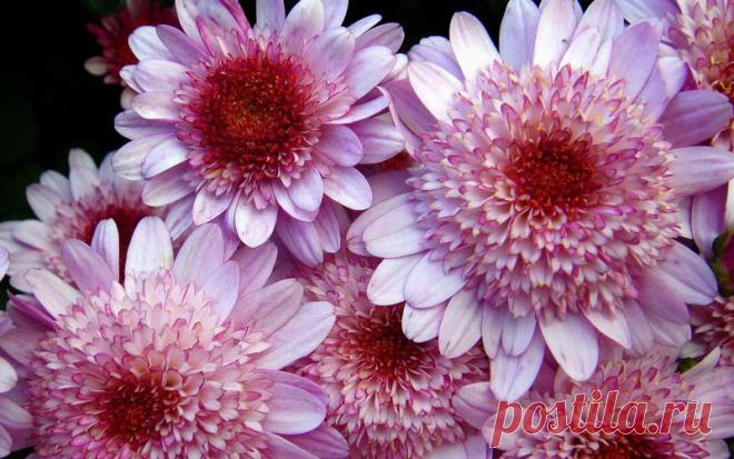 Плейкаст «"ЦВЕТЫ.!"»