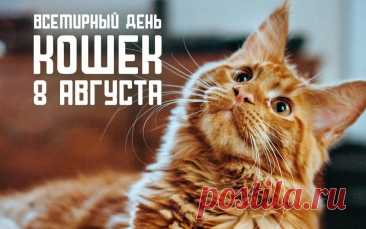 Всемирный день кошек!
Любимицам пушистым
Сегодня всё внимание.
И молочка налить им
Все жаждут со старанием.