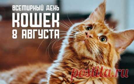 Всемирный день кошек!
Любимицам пушистым
Сегодня всё внимание.
И молочка налить им
Все жаждут со старанием.