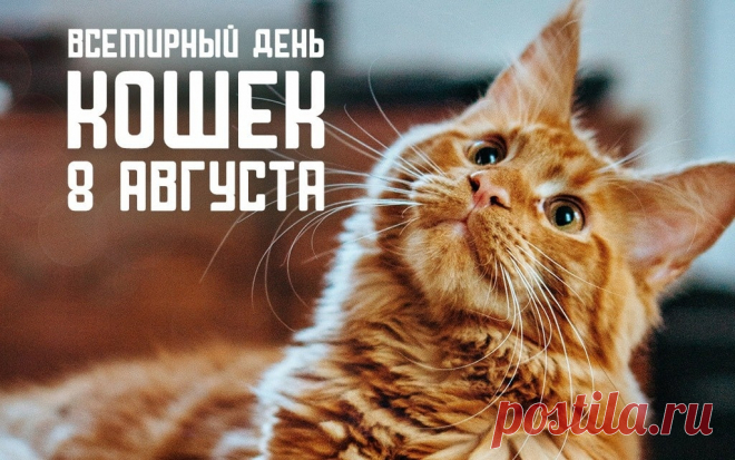Всемирный день кошек!
Любимицам пушистым
Сегодня всё внимание.
И молочка налить им
Все жаждут со старанием.