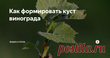 Как формировать куст винограда Пошаговая инструкция, как формировать виноградный куст и правила формировки.
В начале сезона для виноградаря наступает серьезный момент: какие из них выломать, а какие оставить? Как нагрузить кистями свой куст?
Сразу запомним, как называются лозы в данной формировке:
а – плечо. Обратите внимание, в первый год вы выращиваете именно будущее плечо! Лоза, выращенная в первый год, должна быть сильной и