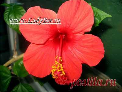 Гибискус или Хибискус (Hibiscus) | садовое растение