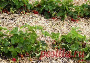 Конкретно - что нужно клубнике в течение сезона