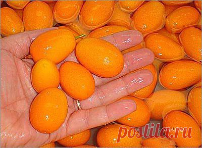 Фрукты.