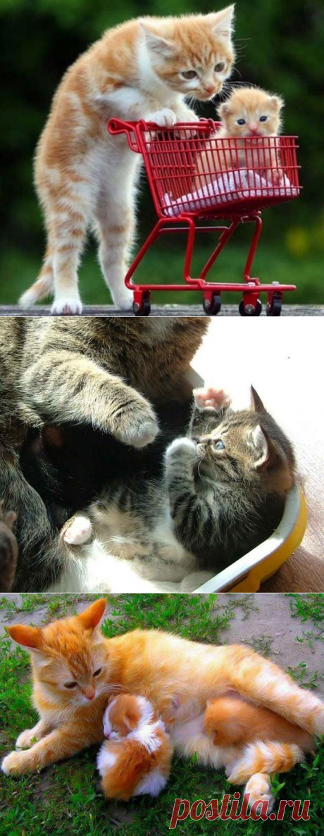 Кошки-мамочки