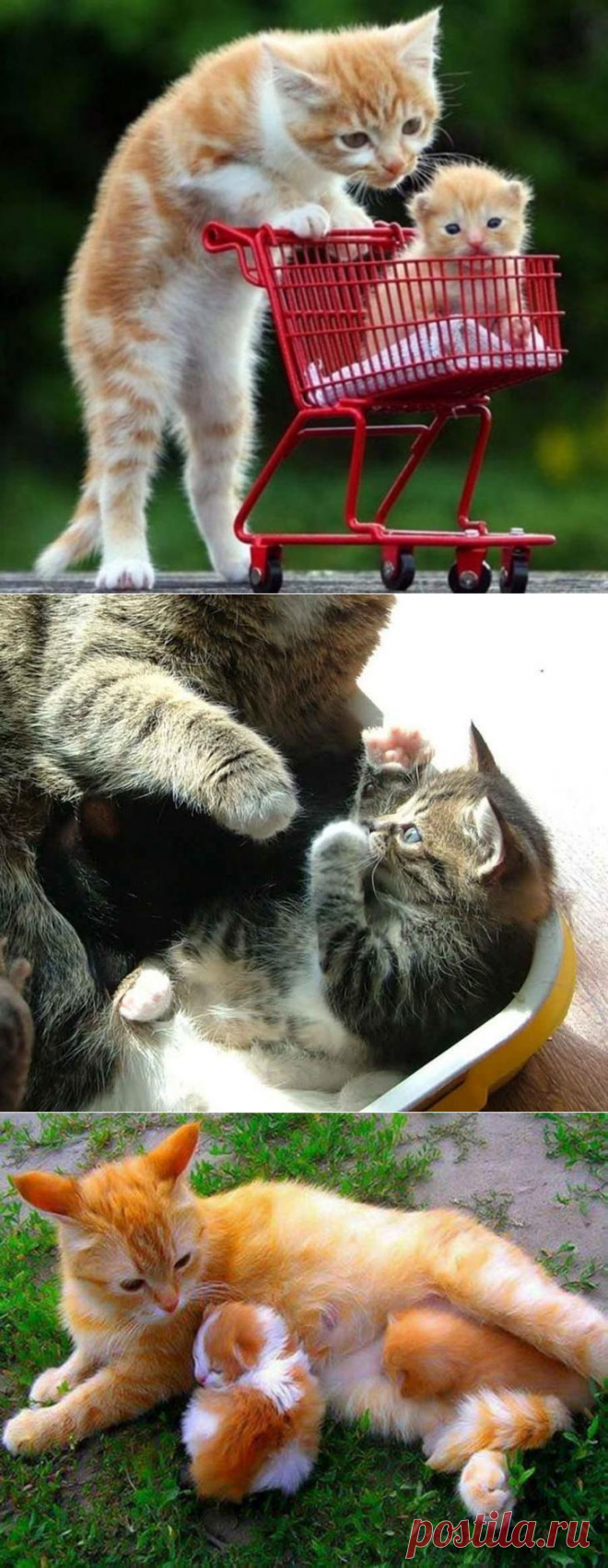 Кошки-мамочки