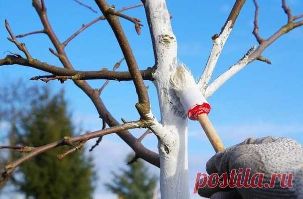 ВЕСЕННЯЯ ЗАЩИТА ДЕРЕВЬЕВ 
 
Плодовые деревья 
Защита плодовых деревьев от февральско-мартовского выгорания (если побелка не была проведена осенью) проводится по мере оседания и таяния снега. Если температура днем уже положительная, стволы белят известью или водоэмульсионной краской. Побелка в это время менее эффективна, чем осенью. В известь (водоэмульсионную краску) на 1 ведро готовой побелки добавляют любой прилипатель (коровяк или 100–250 г мыла) и глину (до густоты сме...
