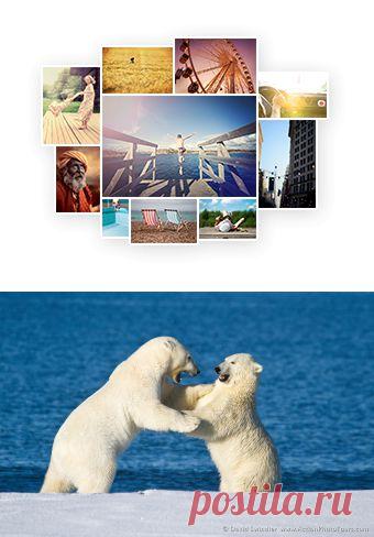 Полярные медведи