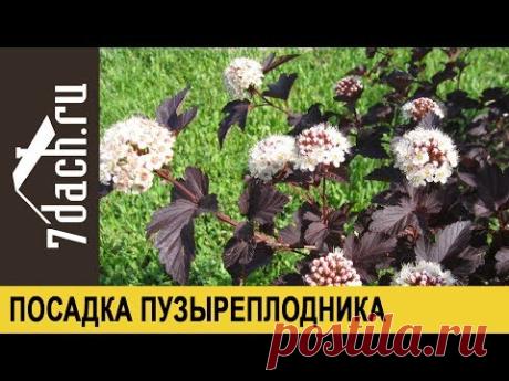 Посадка пузыреплодника калинолистного - 7 дач