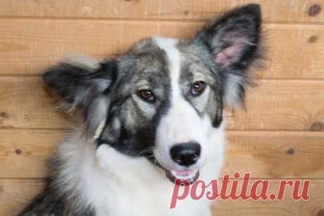 Ногинск.Московская область.Муниципальный приют
Сколько же красоты томится в приюте... Чудесная Эрика в добрые руки! Очень просим присмотреться, пропадет. 
Возраст примерно 9 месяцев, привита, стерилизована. Компактная, по колено. Ее красивые глаза всегда будут смотреть на вас с благодарностью, девочка очень нуждается в любви, заботе и защите не меньше, чем маленький ребенок.
Показать полностью…