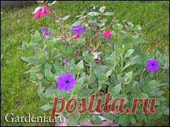 Размножение многолетников черенками