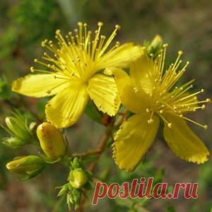 ЗВЕРОБОЙ - ТРАВА ОТ 99 БОЛЕЗНЕЙ