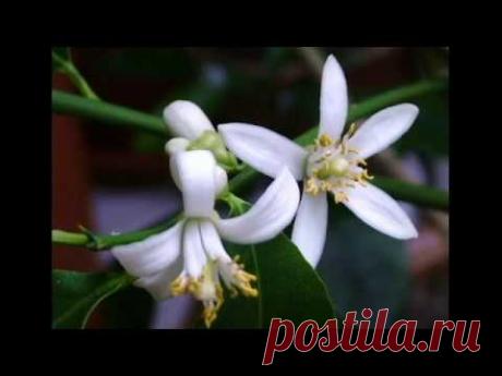 Советы по выращиванию лимонов в квартире