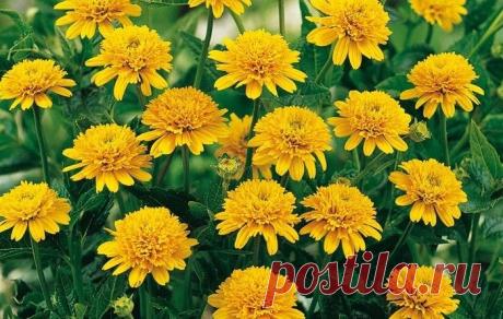 Подсолнечник Лоддон Голд | Журнал "JK" Джей Кей