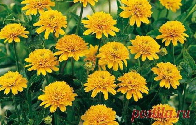 Подсолнечник Лоддон Голд | Журнал 