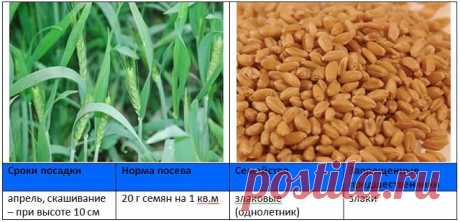 Когда и как правильно сеять сидераты
