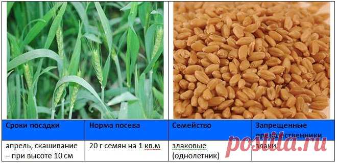 Когда и как правильно сеять сидераты