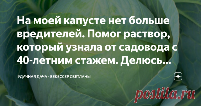 На моей капусте нет больше вредителей. Помог раствор, который узнала от садовода с 40-летним стажем. Делюсь способом Я начинаю борьбу с вредителями за долго до того, как они появятся, вернее профилактику. И в этом мне помогают черный и