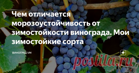 Чем отличается морозоустойчивость от зимостойкости винограда. Мои зимостойкие сорта Зимостойкие сорта винограда и чем они отличаются от морозоустойчивых