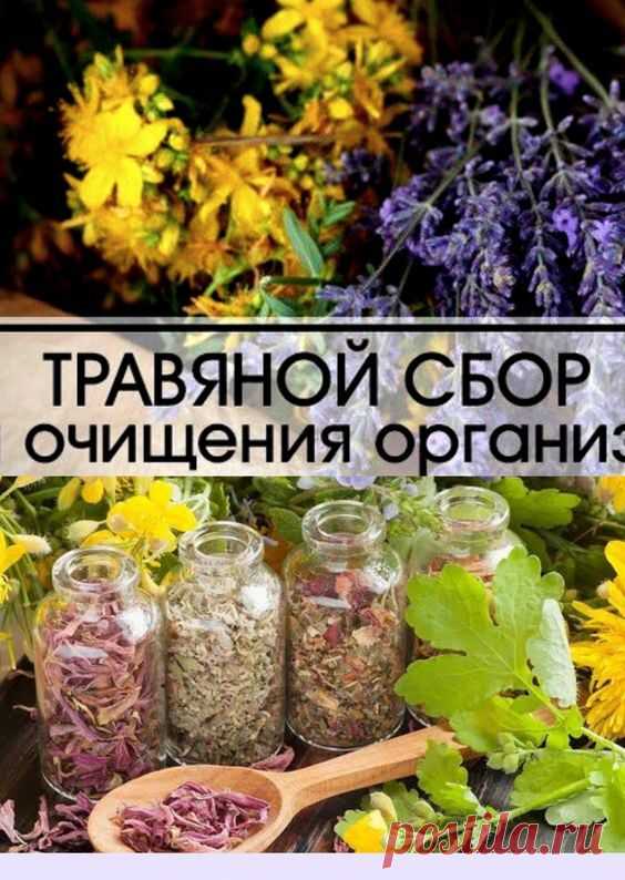 Организм человека – это сложная система, работающая в постоянном режиме. Мы всячески напрягаем свой организм приемом медикаментов, курением, потреблением нездоровых продуктов и алкоголя, банальным перееданием, гиподинамией и загрязненным воздухом. В такой ситуации организм как большой дом – периодически требует генеральной чистки и уборки, особенно в жизненно-важных узлах: печени, почках и сосудах.