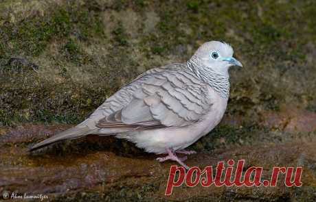 Сем. Голубиные (Columbidae)
Мирная горлица (Geopelia placida)