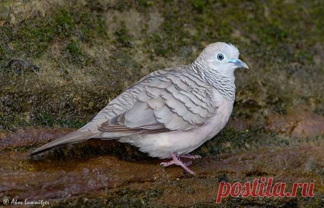 Сем. Голубиные (Columbidae)
Мирная горлица (Geopelia placida)