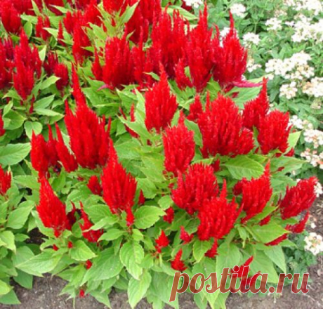 целозия фото цветов: 3 тыс изображений найдено в Яндекс.Картинках