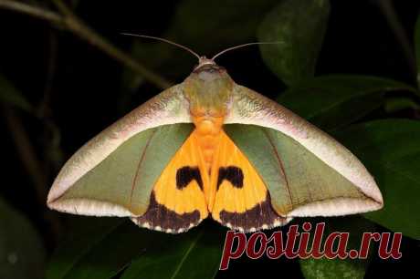 Сем. Совки или Ночницы - Noctuidae (ноктуидэ).
Совка - Eudocima salaminia (эудоцима саламиниа). Ареал: Индия, Ю.-В. Азия, Австралия.