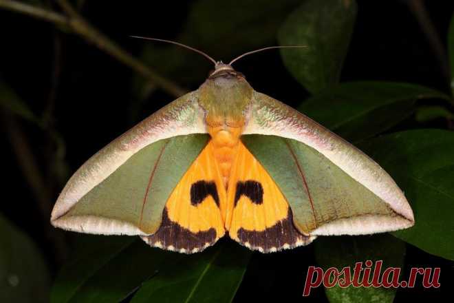 Сем. Совки или Ночницы - Noctuidae (ноктуидэ).
Совка - Eudocima salaminia (эудоцима саламиниа). Ареал: Индия, Ю.-В. Азия, Австралия.
