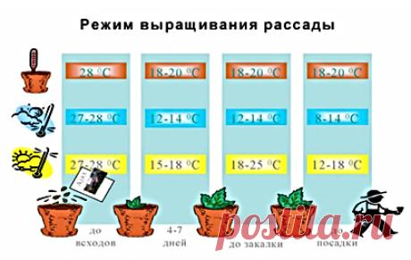 Агротехника выращивания огурца. Биологические особенности. Статьи компании «ЗЕЛЕНИЙ СВІТ- интернет магазин для фермера, садовода, огородника»