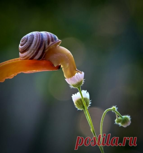 Любительница прекрасного