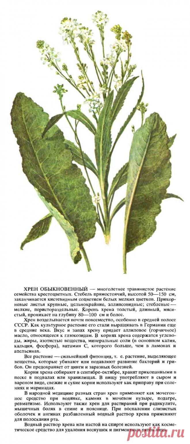 Хрен обыкновенный