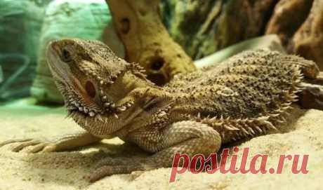 Домашние животные для детей-аллергиков