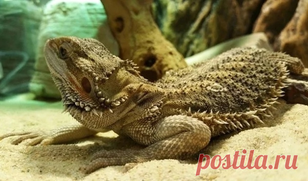 Домашние животные для детей-аллергиков