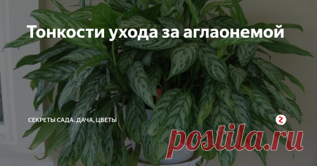 Тонкости ухода за аглаонемой Для тех, кто незнаком с аглаонемой - это растение с пёстрыми листьями средней величины. Основной цвет листа - тёмно-зелёный, пятна на них имеют бледно-зелёный, переходящий практически в белый, оттенок. Существует разновидность аглаонемы и с однотонными тёмными листьями.
Аглаонема - растение теплолюбивое. Температура воздуха, необходимая для полноценного ра