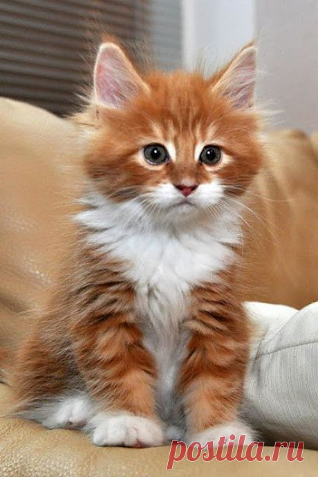 Brown and white beautiful cat The Pet's Planet