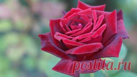 Nature___Flowers_Red_rose_in_the_garden_in_the_evening_056484_.jpg (1920×1080)